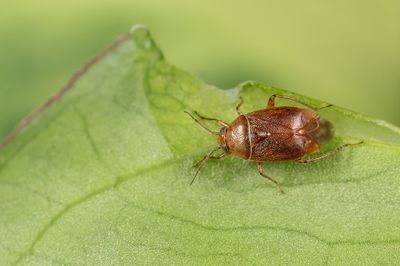 Agnocoris reclairei / Bruine kortsprietwants