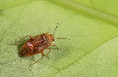 Agnocoris reclairei / Bruine kortsprietwants