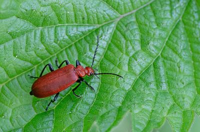 Pyrochroa serraticornis / Roodkopvuurkever