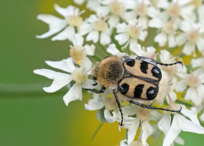 Bee Beetle / Penseelkever