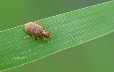 Galerucella nymphaeae / Waterleliehaantje