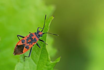 Cinnamon Bug / Kaneelwants
