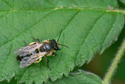 Andrena rosae / Roodrandzandbij