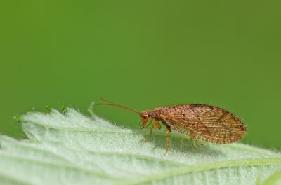 Micromus angulatus / Vieradergaasvliegje