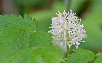 Actaea spicata / Christoffelkruid