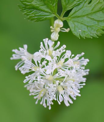 Actaea spicata / Christoffelkruid
