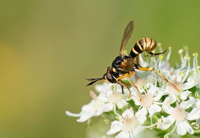 Abrachyglossum capitatum / Stekeldrager