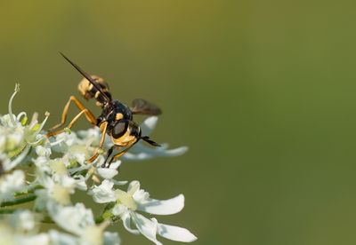 Abrachyglossum capitatum / Stekeldrager