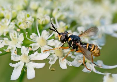 Abrachyglossum capitatum / Stekeldrager