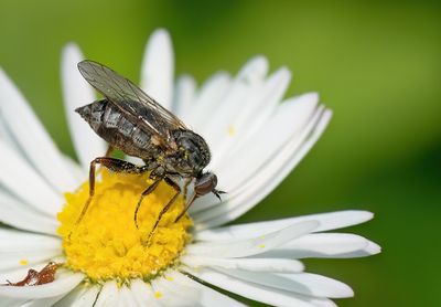 Empis femorata / Klompdansvlieg