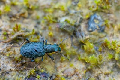 Elaphrus riparius / Gewone oeverloopkever