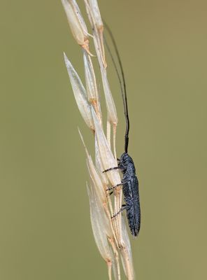 Calamobius filum / Zuidelijke halmboktor