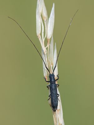 Calamobius filum / Zuidelijke halmboktor