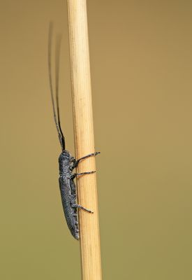 Calamobius filum / Zuidelijke halmboktor