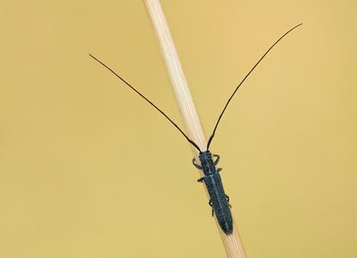 Calamobius filum / Zuidelijke halmboktor
