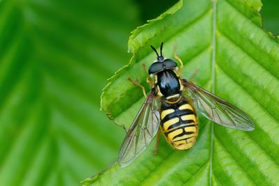 Chrysotoxum cautum / Grote Fopwesp 