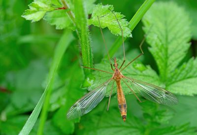 Tipula lunata / Oranje maanmug