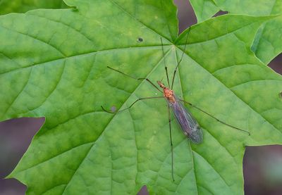 Tipula lunata / Oranje maanmug