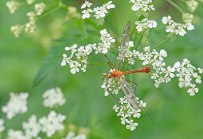 Tipula lunata / Oranje maanmug