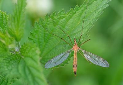 Tipula lunata / Oranje maanmug