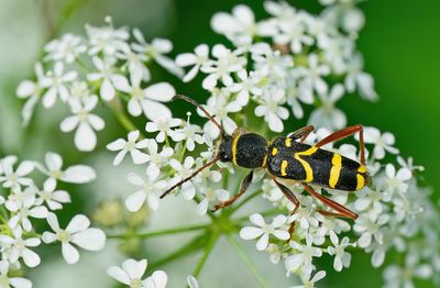 Wasp beetle / Kleine wespenbok