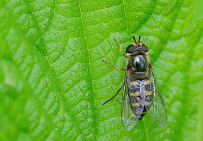 Eupeodes luniger / Grote kommazweefvlieg