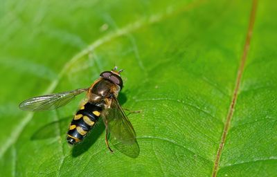 Epistrophella euchroma / Stippelelfje