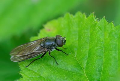 Cheilosia variabilis / Bosgitje
