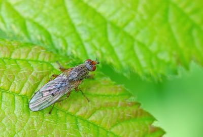 Scathophaga furcata