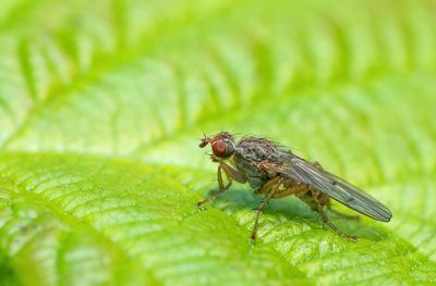 Scathophaga furcata