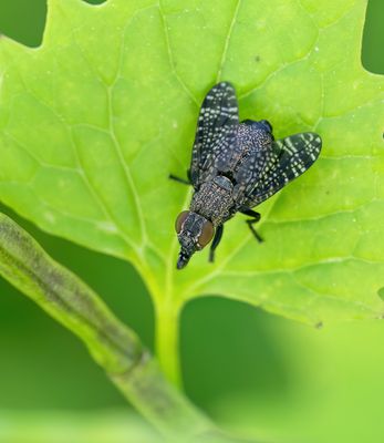 Platystoma seminationis / Tongzoenvlieg