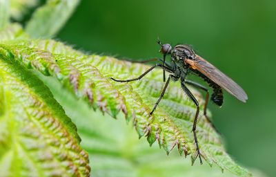 Empis tessellata / Grote dansvlieg