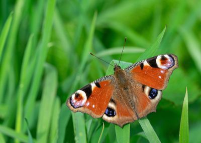 Peacock butterfly / Dagpauwoog