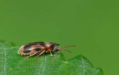 Notoxus monoceros / Eenhoornige snoerhalskever