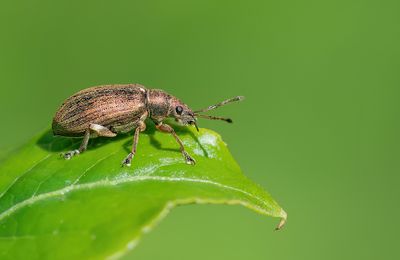 Phyllobius pyri / Gestreepte bladsnuitkever