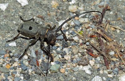 Morimus funereus