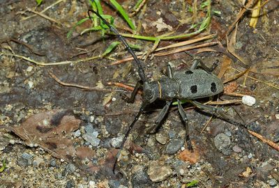 Morimus funereus