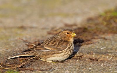 Twite / Frater