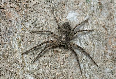 Philodromus buxi / Buxusrenspin
