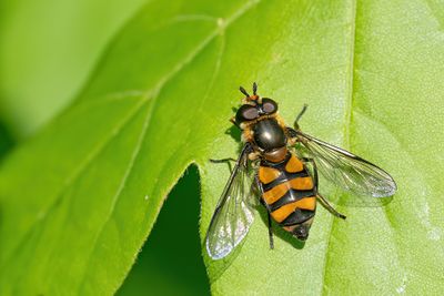  Didea fasciata / Bosdidea