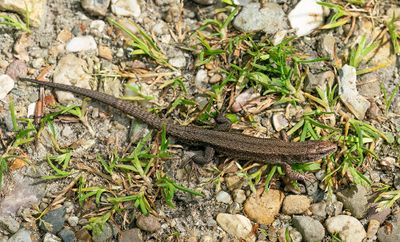 Levendbarende Hagedis / Common Lizard