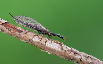 Xanthostigma xanthostigma / Gevorkte geelvlekkameel
