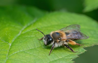 Andrena tibialis / Grijze rimpelrug