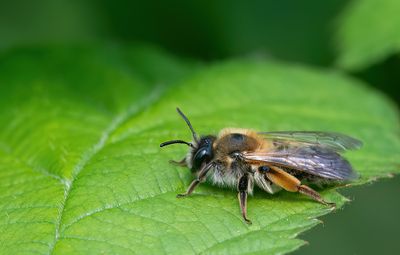 Andrena tibialis / Grijze rimpelrug