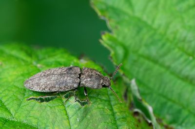 Agrypnus murinus / Muisgrijze kniptor