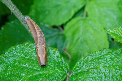 Arion vulgaris / Spaanse wegslak