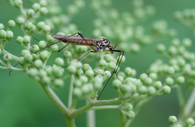 Nephrotoma appendiculata / Hoefijzertijger