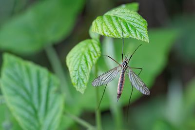 Nephrotoma appendiculata / Hoefijzertijger