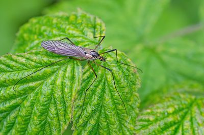 Nephrotoma appendiculata / Hoefijzertijger