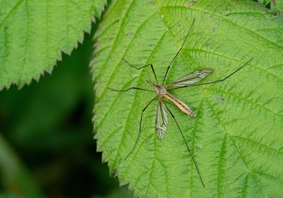 Tipula vernalis / Lentelangpoot